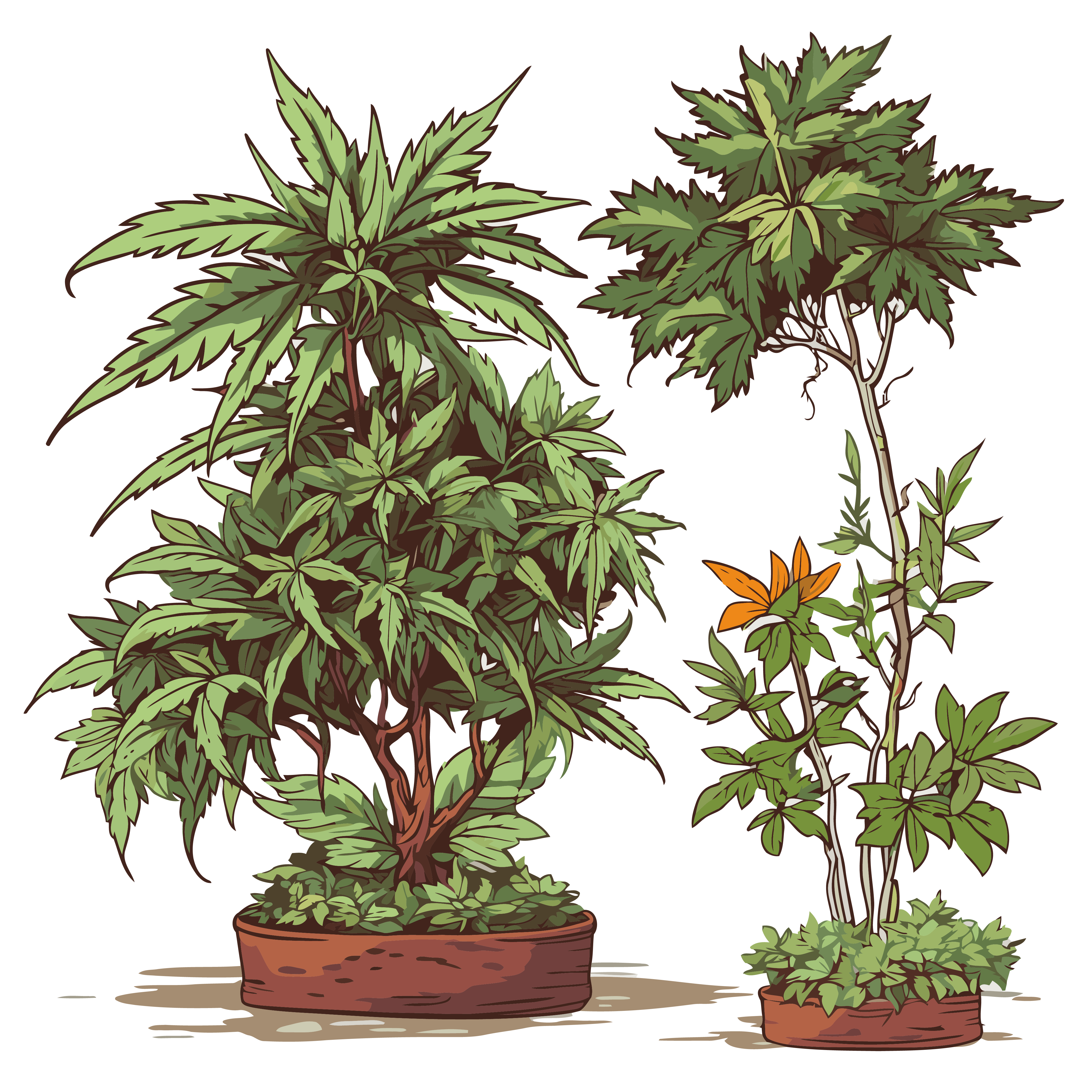 大麻种植技术